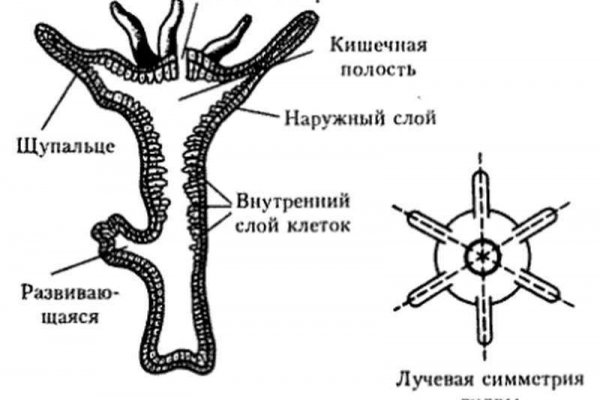 Блэк спрут телеграф